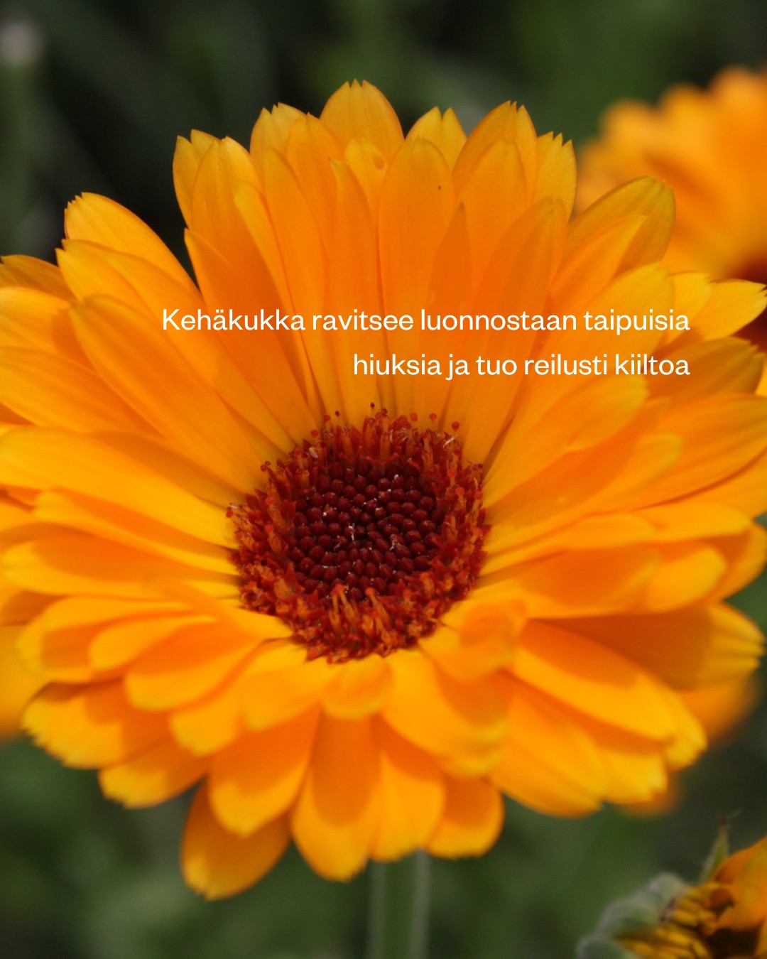 Marigold & Honey Shampoo Soap Bar -palashampoo kuiville ja luonnonkiharoille hiuksille