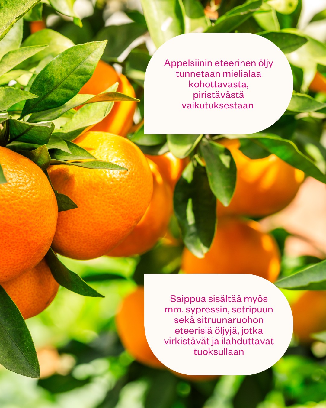 Orange & Honey -palasaippua