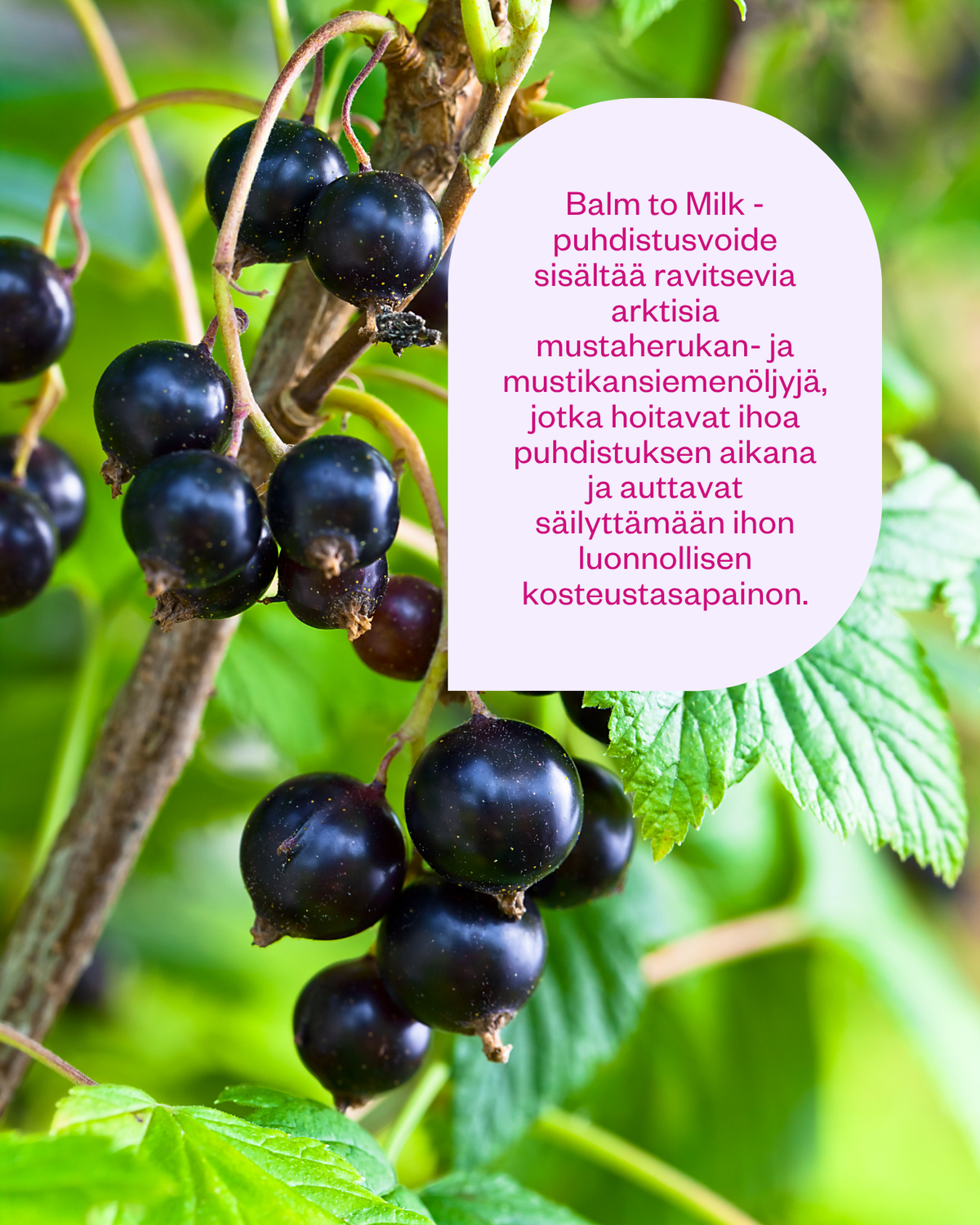 Balm to Milk Cleanser -puhdistusvoide meikinpoistoon kaikille ihotyypeille